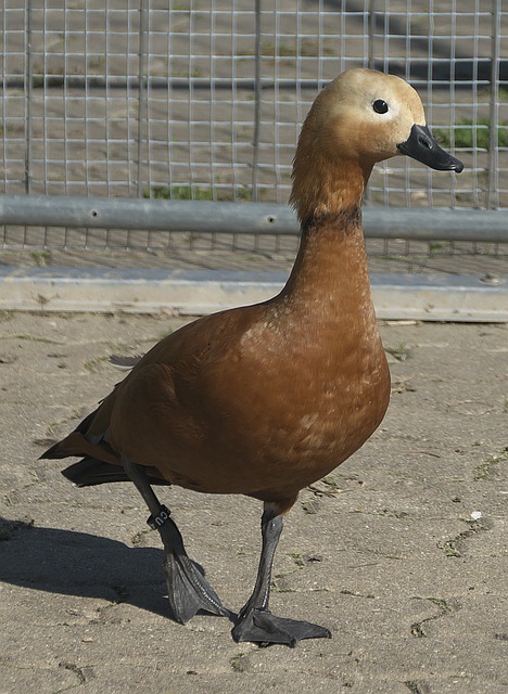 与弱